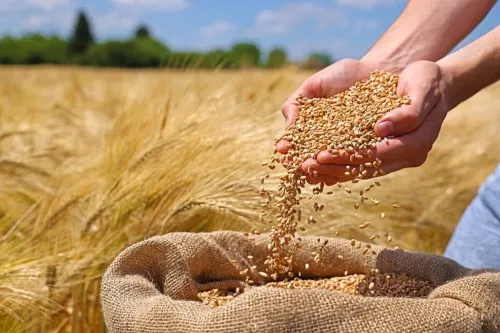 واکنش گندمکاران به پرداخت قطره چکانی مطالبات
